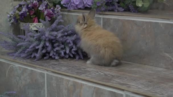 Маленький Кролик Рядом Цветами Лаванды — стоковое видео