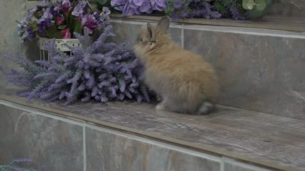 Adorable Cute Fluffy Bunny Rabbit Purple Flowers — Wideo stockowe