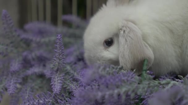 Slow Motion Pretty Белый Кролик Лавандовом Фиолетовом Фоне — стоковое видео