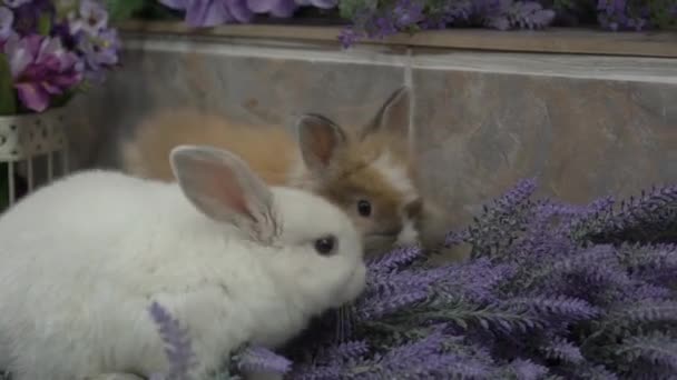 Two Whites One Brown Rabbit Lavender Bunches — Stockvideo