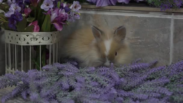 Slow Motion One Brown Rabbit Sitting Lavender Bunches Background — Stok video