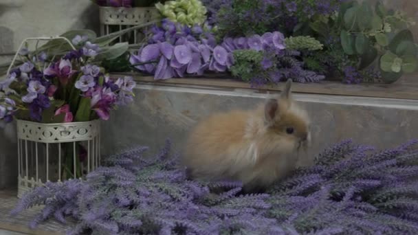 Slow Motion Siamese Rabbit Background Lilac — Stock Video
