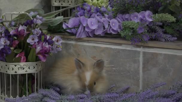 Пасхальный Кролик Сидит Рядом Цветами Лаванды — стоковое видео