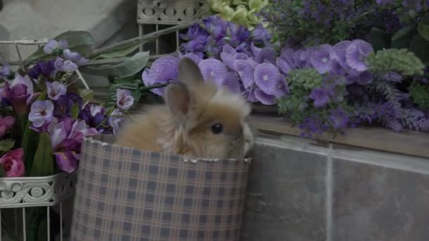 Red Rabbit Basket Lavender — Stock Video