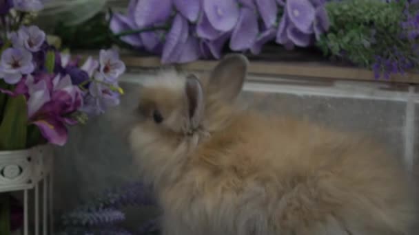 Slow Motion Rabbit Sitting Lavender — ストック動画