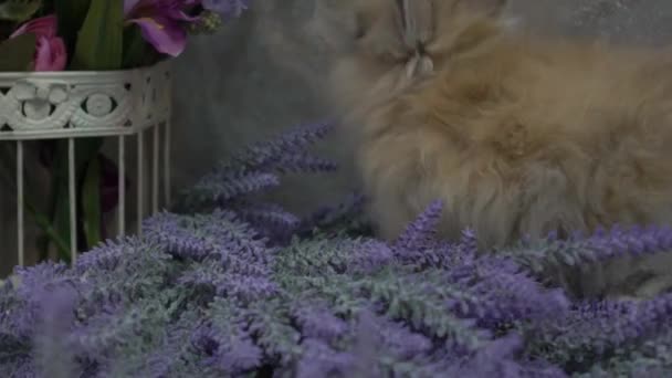 Пухнастий Домашній Імбирний Кролик Нюхає Великий Бузковий Букет Квітів — стокове відео