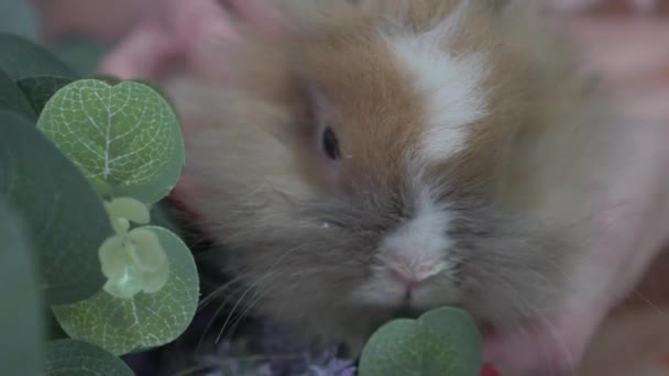 Slow Motion Girl Rabbit Holding Cute Fluffy Bunny — 비디오