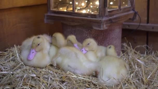 Slow Motion Little Yellow Ducklings Hay — Stock Video