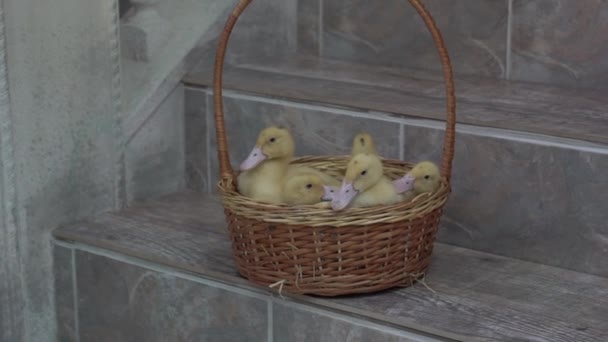 Slow Motion Small Yellow Duckling Wicker Basket — Vídeo de Stock