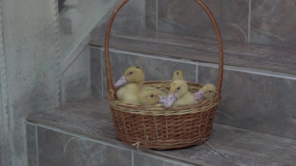 Easter Concept Ducklings Easter Basket Natural Colors — Stock videók