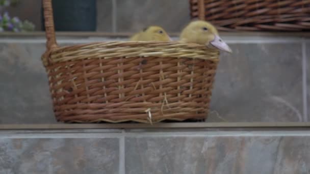 Slow Motion Little Ducklings Sit Basket Background Flowers — Stock videók