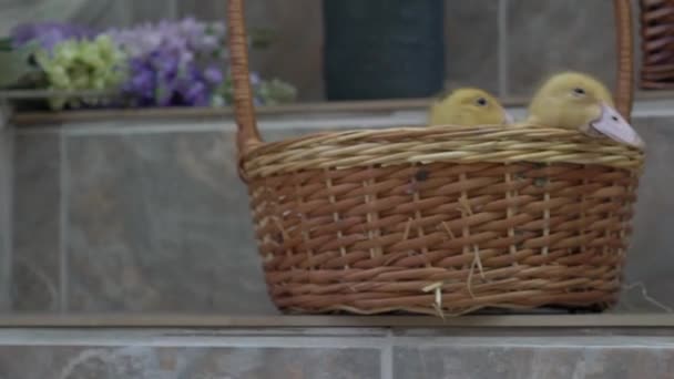 Kis Kacsák Egy Kosárban Húsvét Tavaszi Háttér — Stock videók