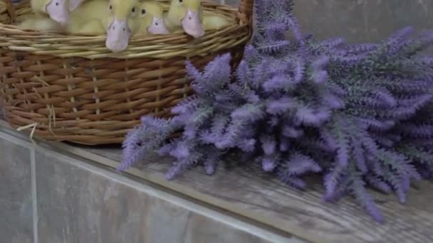 Pasen Achtergrond Met Lentebloemen Een Mand Kleine Eendjes — Stockvideo