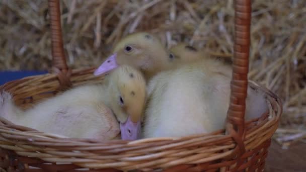 Slow Motion Several Newborn Ducklings Different Colours Basket — Video