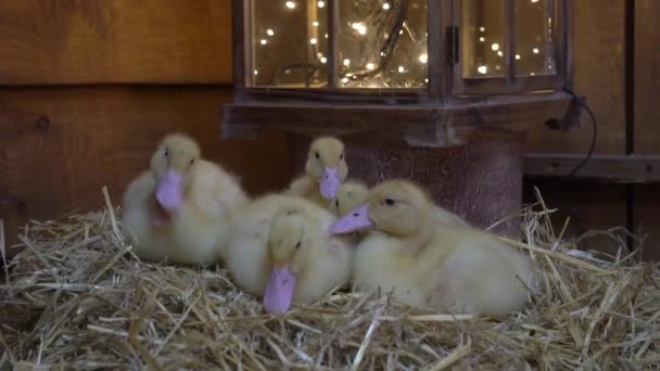 Slow Motion Group Small Yellow Ducklings Sitting Basket Hay — ストック動画