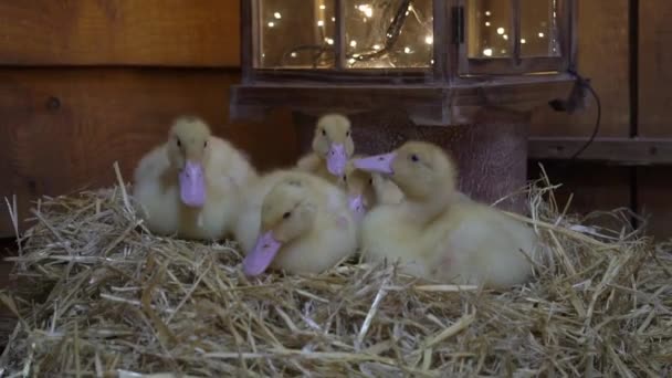 Yellow Ducklings Straw Basket Hay Easter Concept Easter Composition — Vídeo de stock