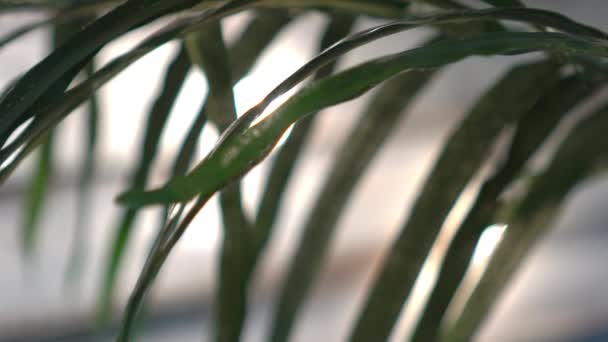 Planta Casa Cámara Lenta Pequeña Palmera Verde — Vídeos de Stock