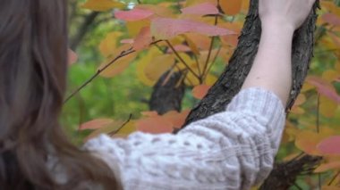 Yavaş Çekim Yakından, ormanda bir ağaç gövdesine dokunuyor..