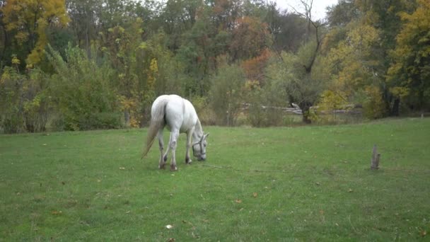 White Horse Seen Field Sunny Spring Day — Vídeo de stock