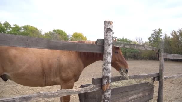 Slow Motion The horse grazing in the corral