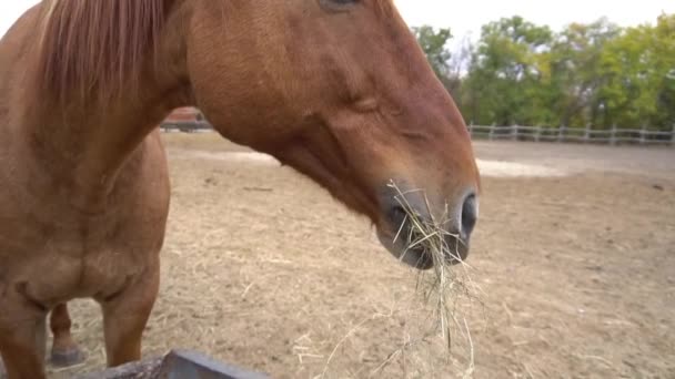 Slow Motion Racecourse Horse Corral Parody Horses Training Corral — Stok Video