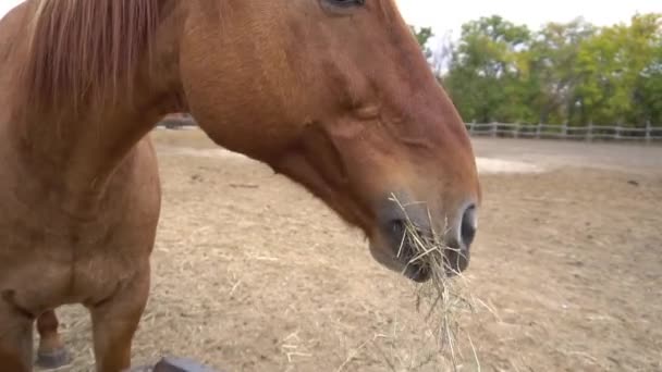 Κόκκινο Άλογο Μακριά Χαίτη Ιρλανδική Draught Horse Τομέα Πράσινο Γρασίδι — Αρχείο Βίντεο
