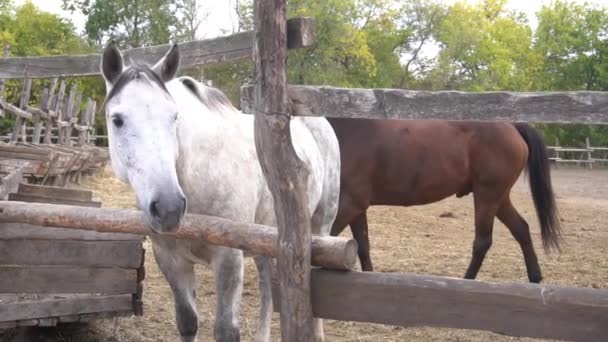 Αργή Κίνηση Δύο Άλογα Haflinger Μέσα Ένα Μαντρί — Αρχείο Βίντεο