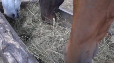 Çiftlikteki bir ağılda iki at