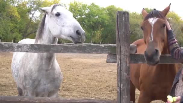 Two Hellinger Horses Corral — Vídeo de stock