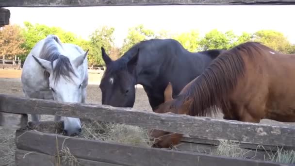 Brown Young Horse Stallions Corral Farm — Stock Video