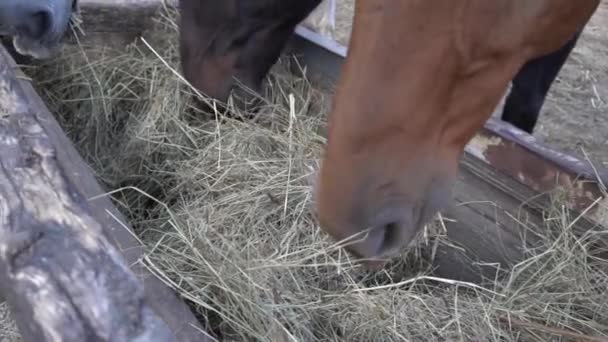 Αργή Κίνηση Καφέ Άλογο Στο Μαντρί — Αρχείο Βίντεο