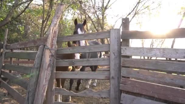 Grazing Herd Horses Paddock — Stock video
