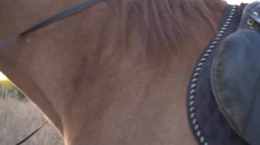 Yavaş hareket eden bir at yeşil bir çayırda otluyor.