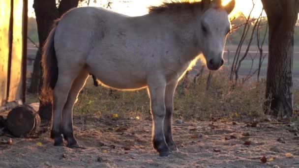 Slow Motion Young Bay Horse Corral Beams Sun — Stock videók