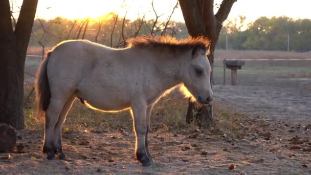 Portrait Young Bay Horse Corral Beams Sun — 비디오