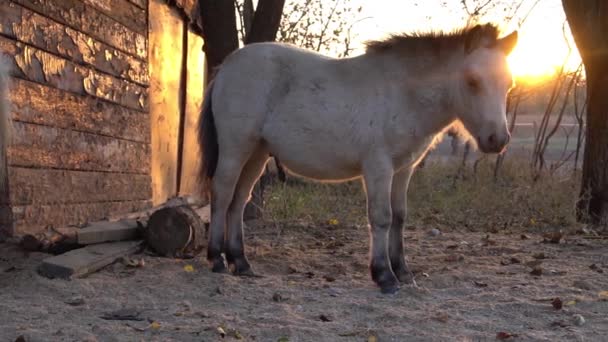 Um cavalo branco correndo no ar