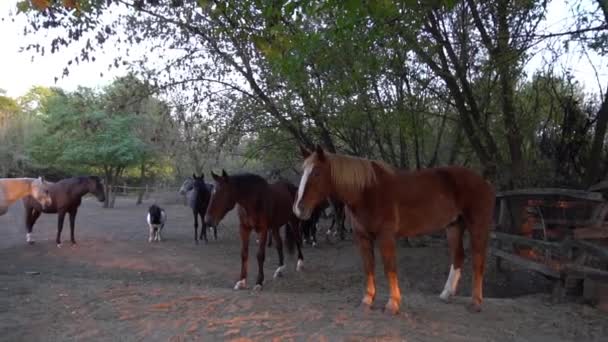 Beautiful Young Purebred Horse Paddock Training Fall Time — Video