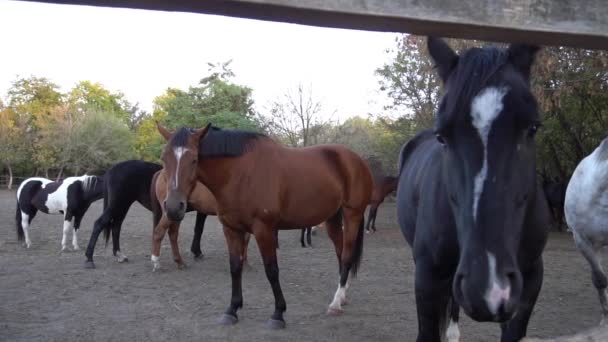Slow Motion Horses Bazie Farmie — Wideo stockowe