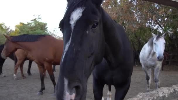 Amazing Horse Walking Corral — Stockvideo