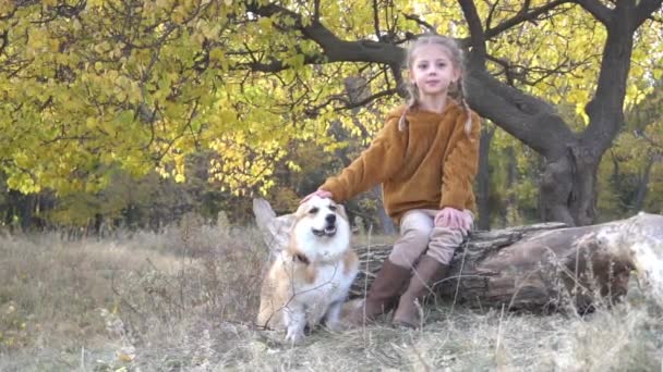 Yavaş Hareket Çocuk Köpek Yavrusu Galce Corgi — Stok video