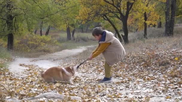 Happy Joyful Little Boy Walking His Corgi Puppy Beautiful Autumn — Stock videók