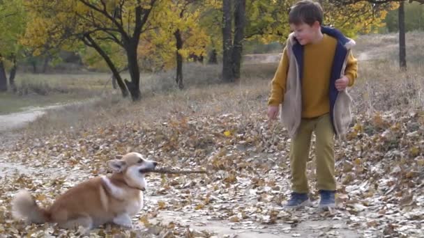 Rapaz Passeia Com Cão Corgi Conceito Ser Amigo Amizade — Vídeo de Stock