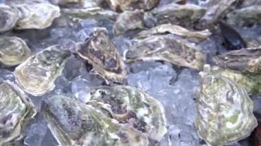 Buzda bir sürü taze kapalı istiridye var. Kapatın. Deniz yiyeceği.