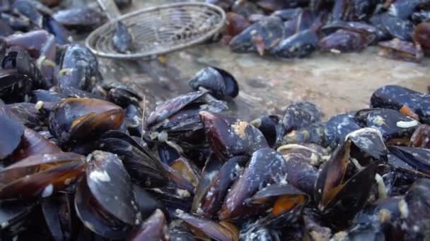 Mussels Wine Seafood Clams Shells — Stockvideo