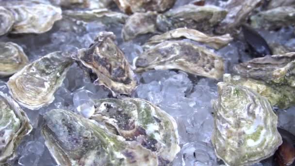 Slow Motion Oysters Counter Market — Stockvideo