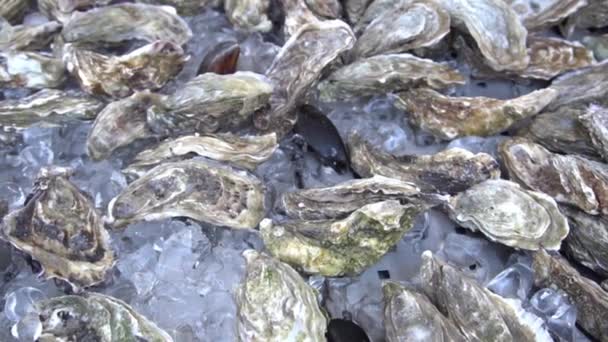 Slow Motion Fresh Oyster Sea Food Banqueting — Stock video