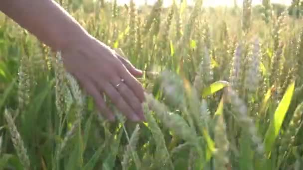 Woman Enjoys Nature Wheat Field Touches Ears Ripe Yellow Wheat — Stockvideo
