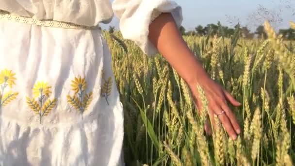 Slow Motion Hand Woman Wheat Field — Stockvideo