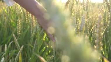 Slow Motion Close up of woman enjoying sunshine is wheat field
