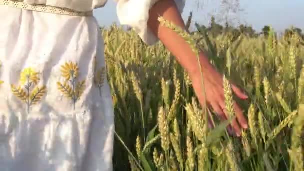 Closeup Beautiful Woman Hand Touch Golden Wheat Harvest Ears Summer — Stockvideo